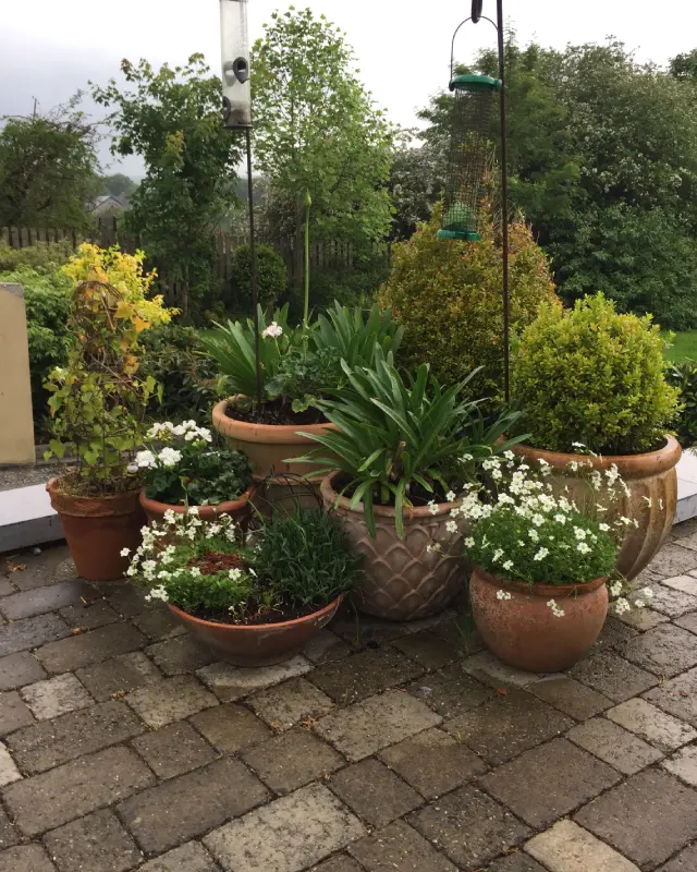 Planted pots arranged on a patio